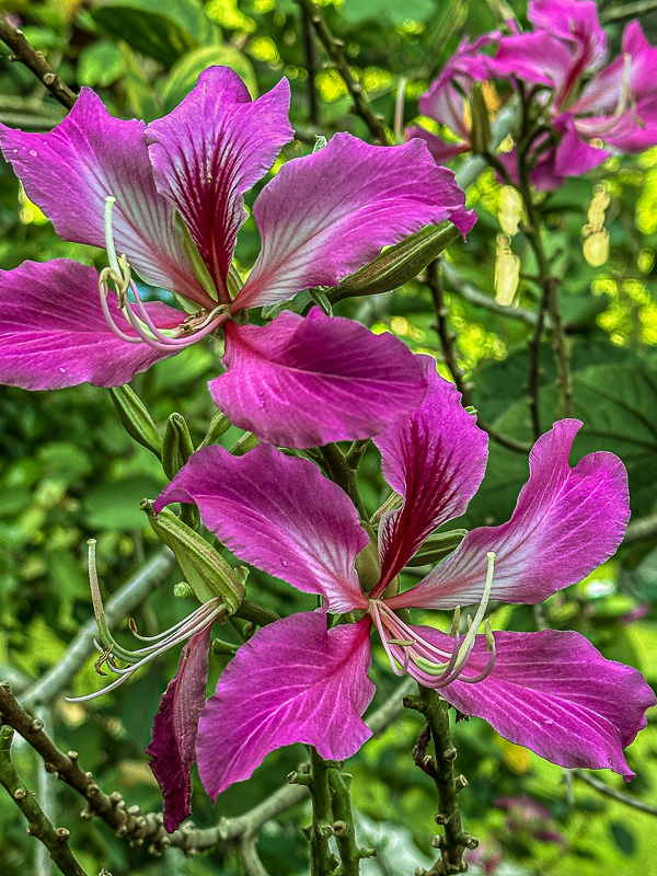 08 25 i0387