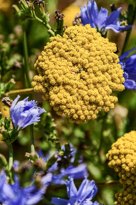 07 18  Yellow yarrow 7554