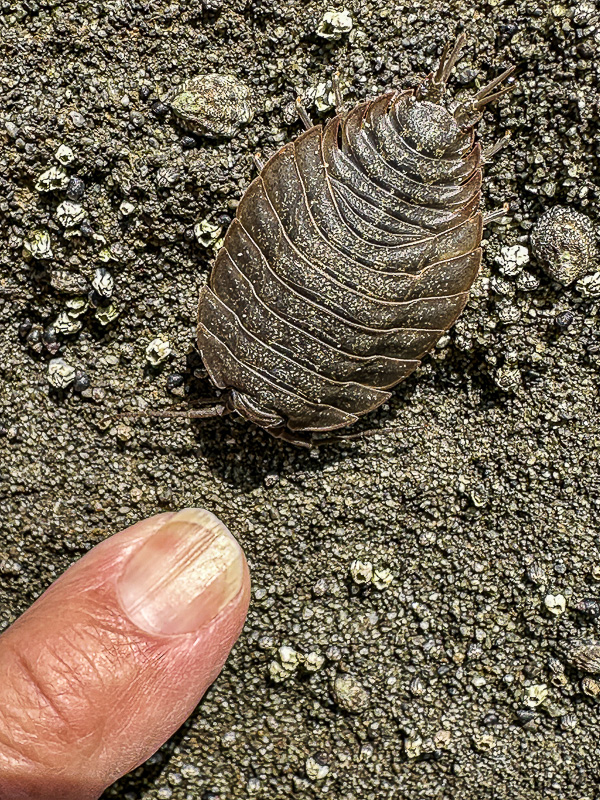 2024 07 27 Rock louse or sea slater i8997