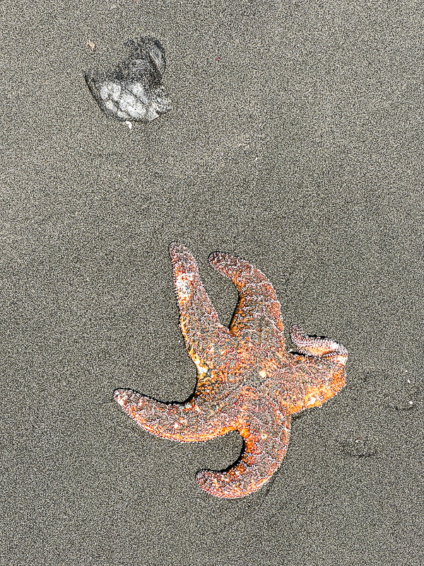 2024 07 23 Sea star i7937
