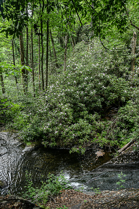 07 01 Rhododendrons 6119