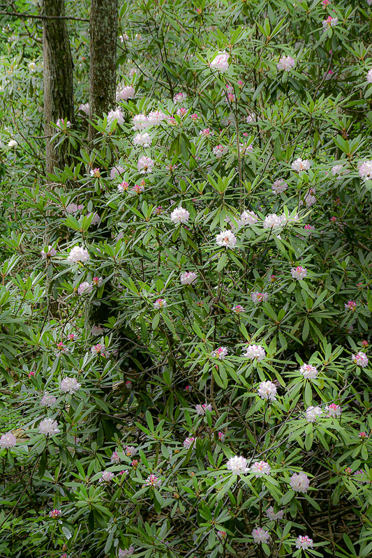07 01 Rhododendrons 6125