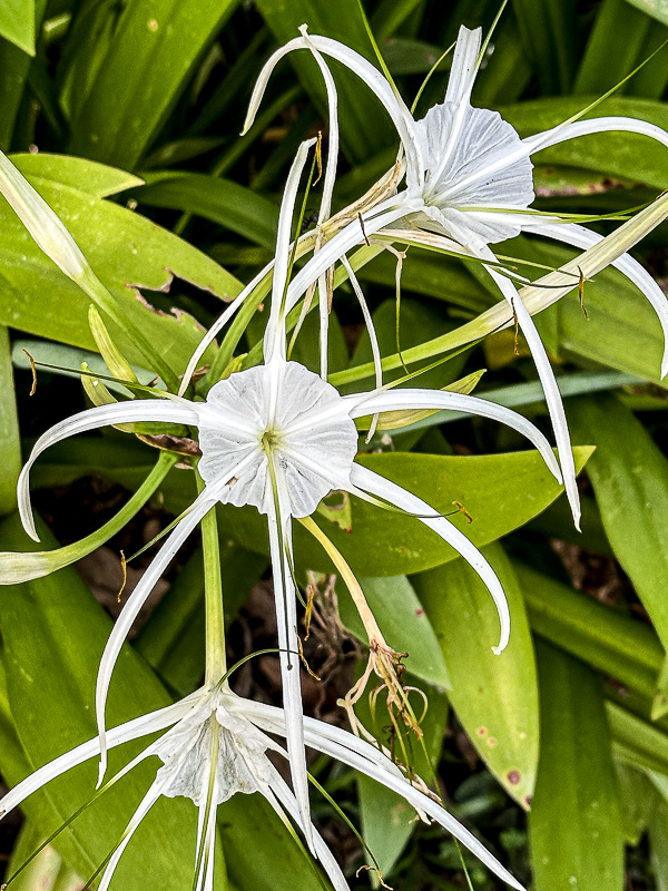 08 25 'Spider lily' i0408