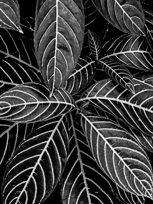 08 25 i0399bw