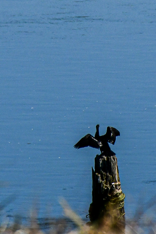 07 18 Anhinga on the Columbia River 7520
