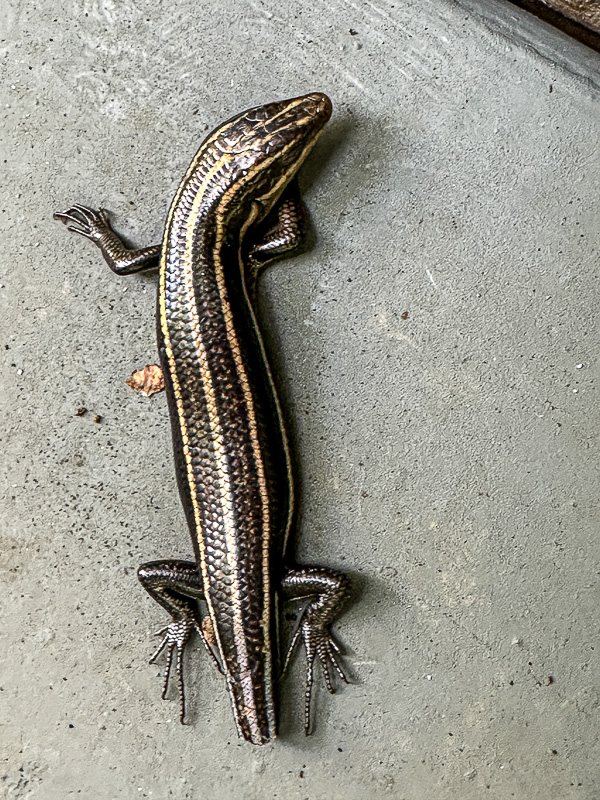 2024 07 31 Stubby juvenile five-lined skink 9526