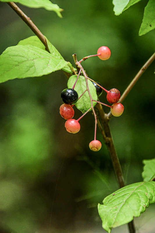 07 01 Berries 6127