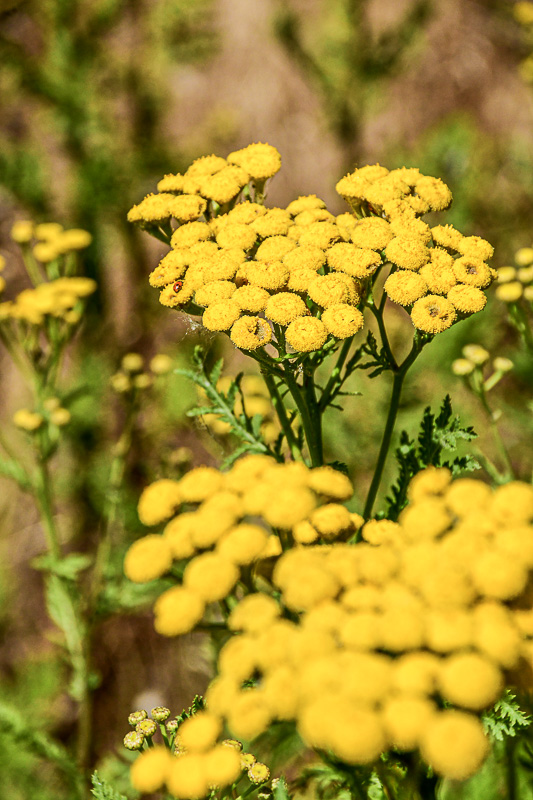 07 18 Common tansy 7549