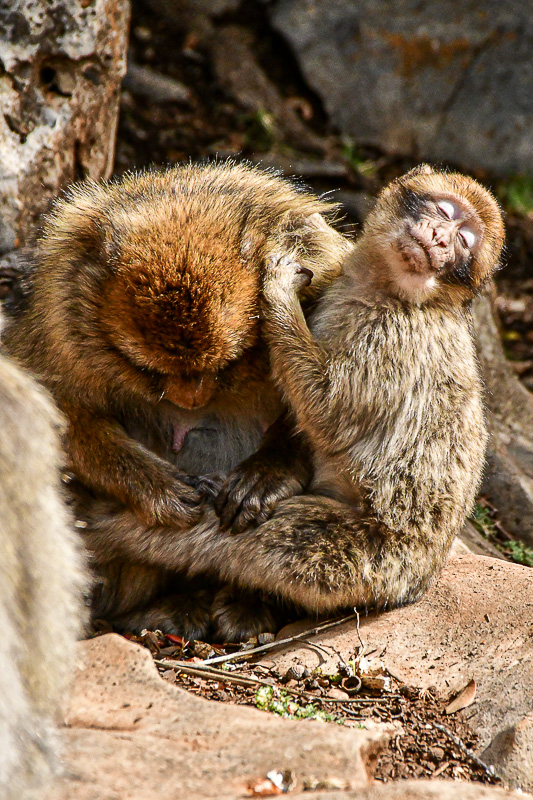 04 02 Nothing like a good grooming from Mom! Moroc-3703