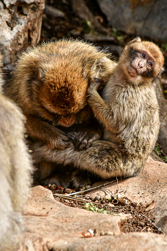 04 02 'I love it when Mom grooms me!' Moroc-3704