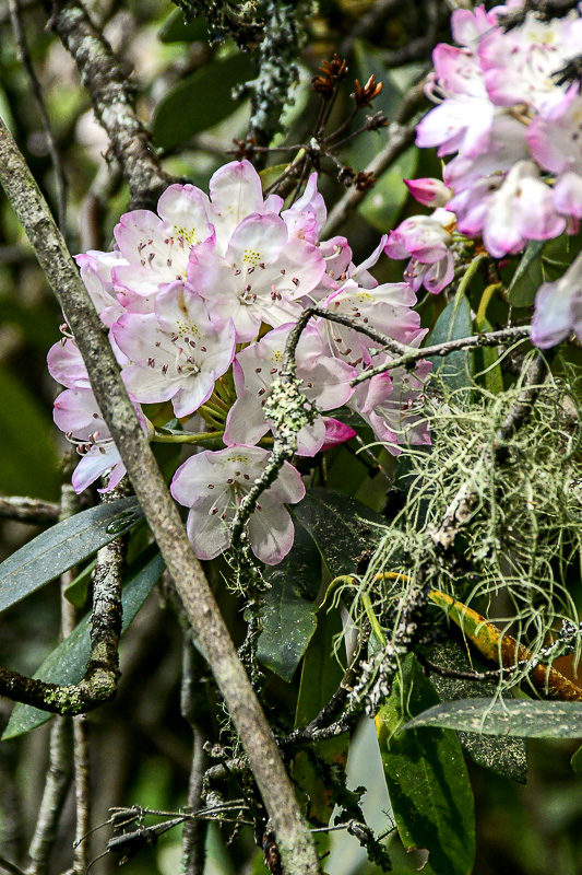 07 01 Mountain rhododendron 6136
