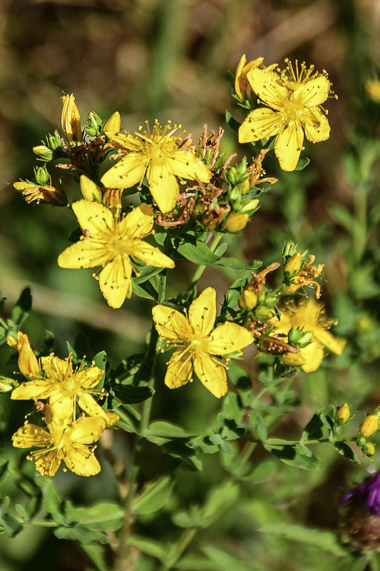 07 18 St. John's Wort 7504