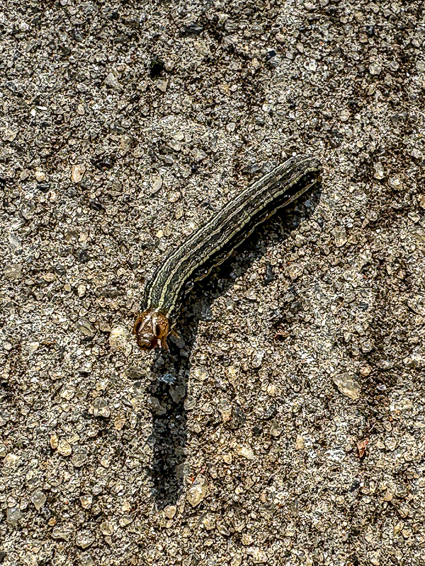 2024 08 14 Armyworms wreaking havoc in local lawns i9659