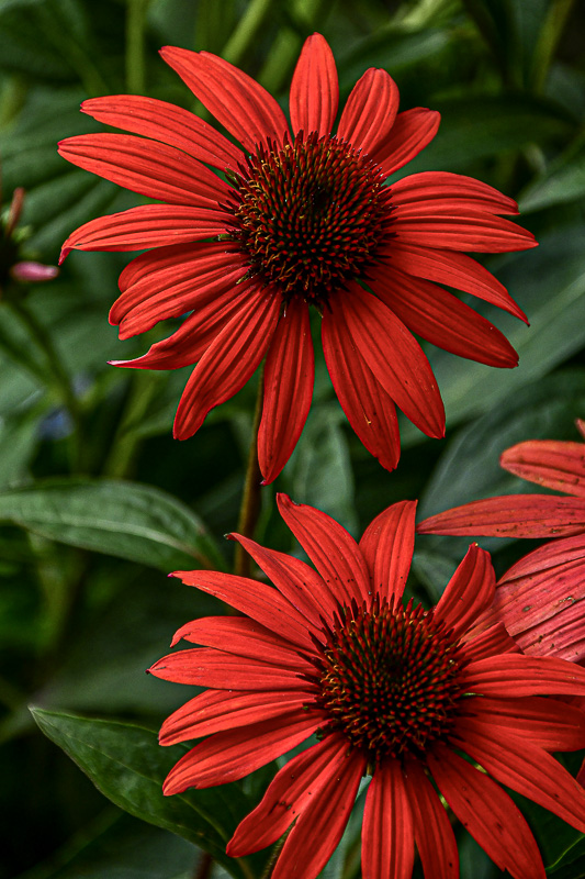 2024 09 01 Echinacea i9133