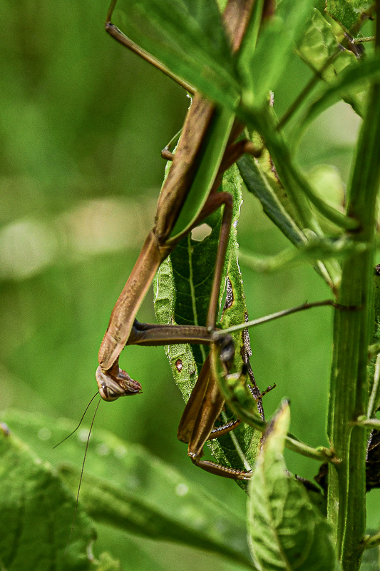 Mantid female 9148