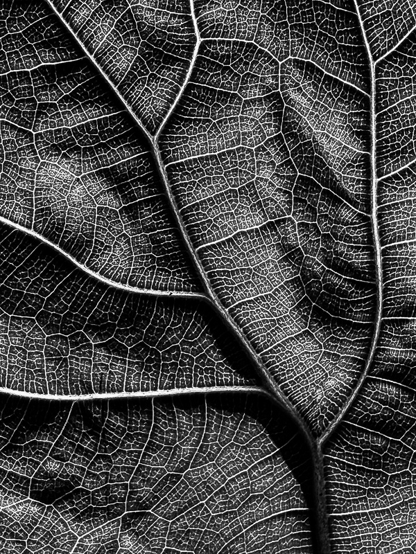 Fig leaf i9875bw