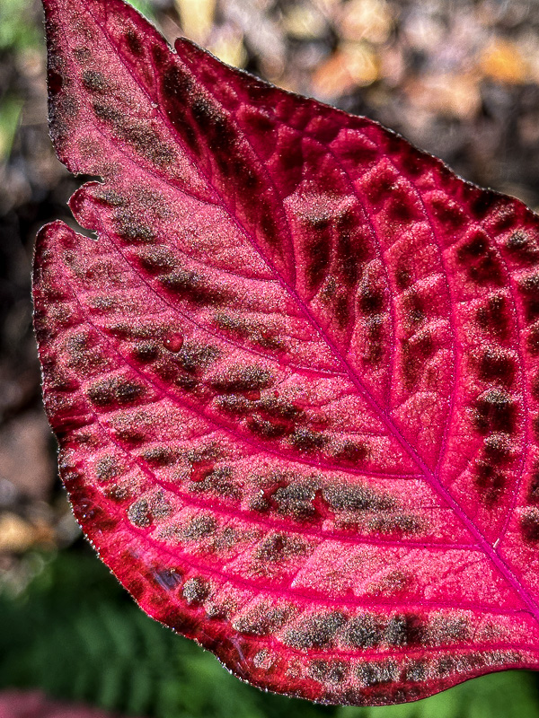 2024 08 17 Bloodleaf i9694