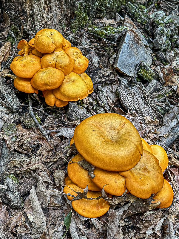 2024 08 20 Jack-O-Lantern mushrooms i9788