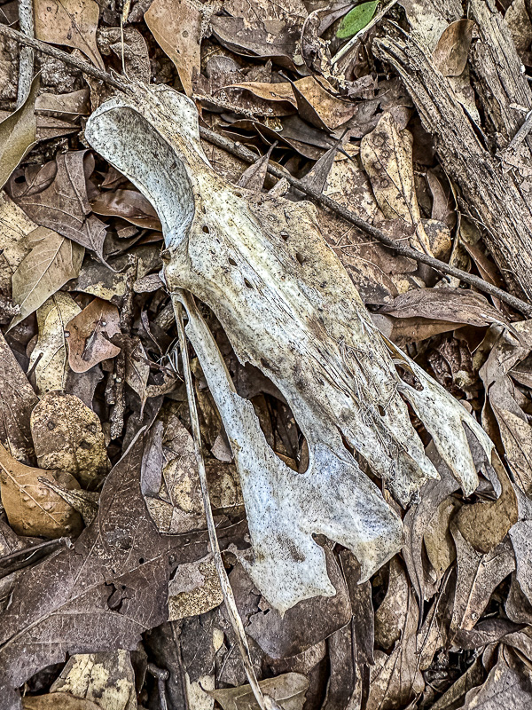 2024 08 23 Skull of female white-tailed deer i9855