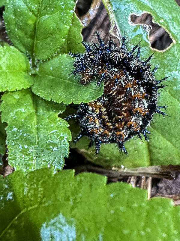 2024 08 23 Buckeye caterpillar i9852