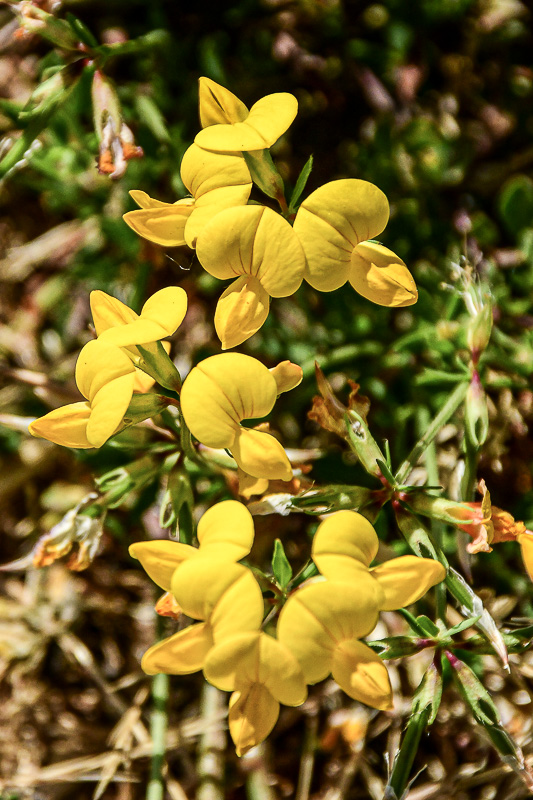 07 18 Bird's-foot trefoil 7555