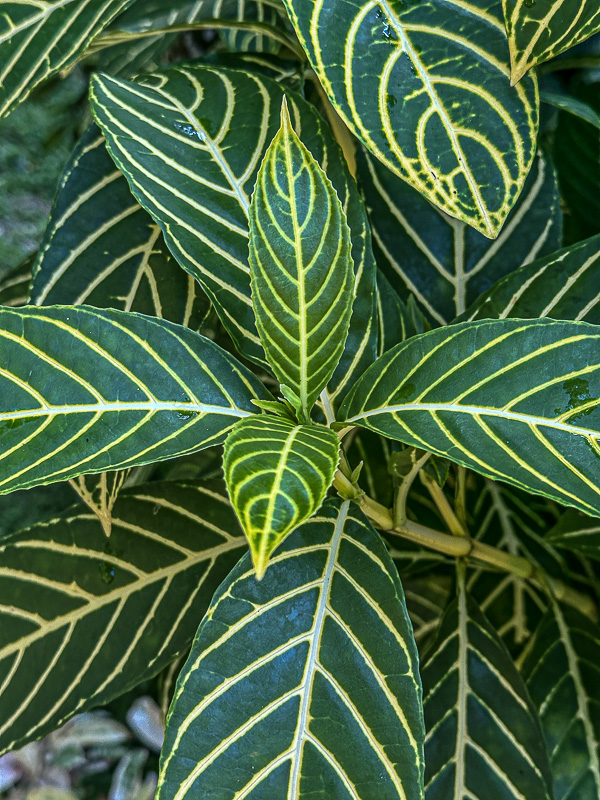 08 25 Zebra plant i0397
