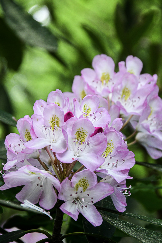 07 01 Rhododendron 6199
