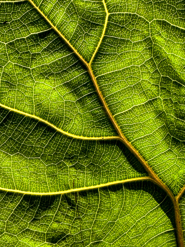 2024 08 25 Fig leaf i9874
