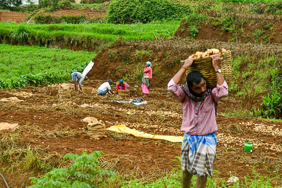 09 04 Potato harvest India-2-2267