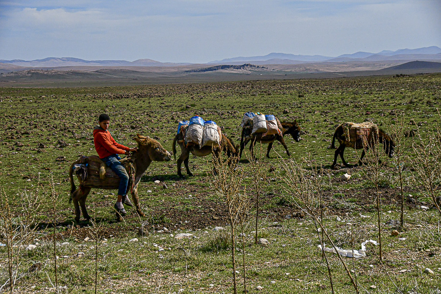 04 02 Sheep herder packing supplies Moroc-3798