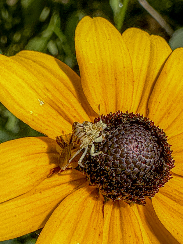 2024 08 28 Ambush bug lying in wait i9941