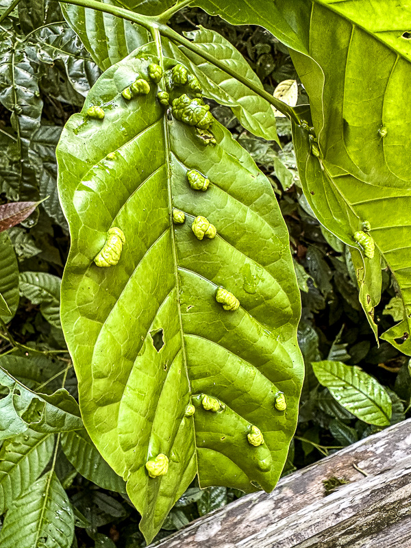 08 25 Arthropod leaf galls i0400