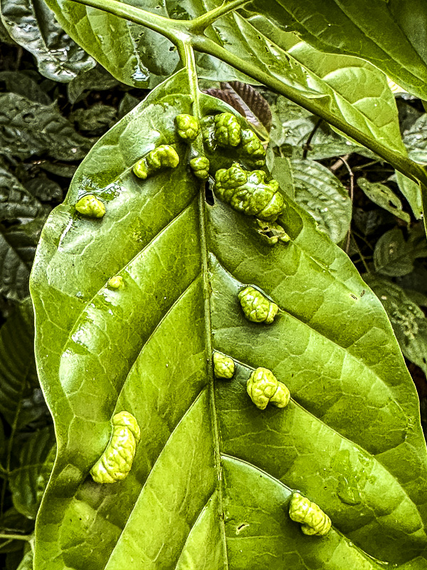 08 25 Arthropod leaf galls i0402