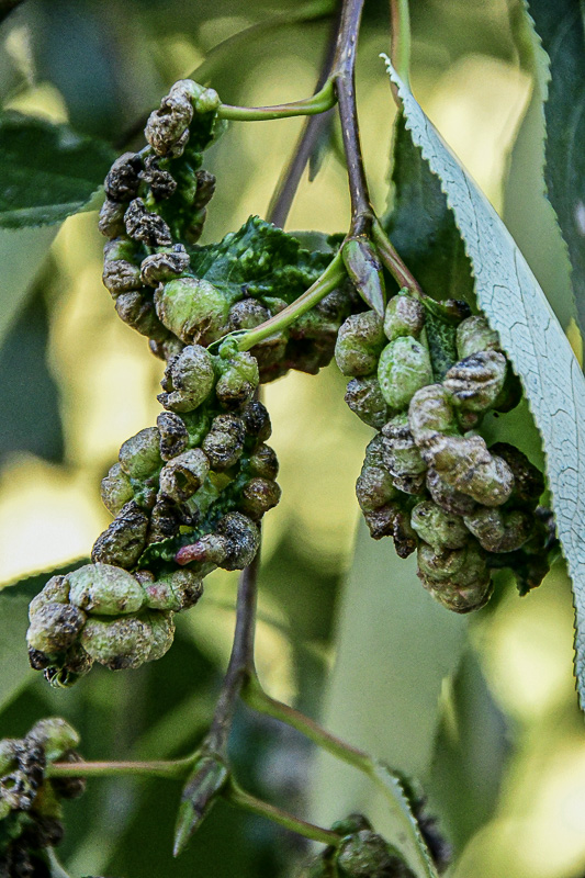 07 18 TBD insect galls 7558