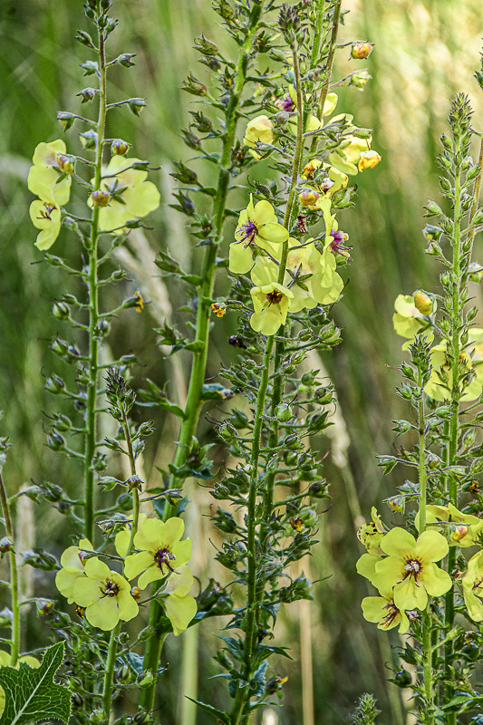 07 18 Moth mullein 7581