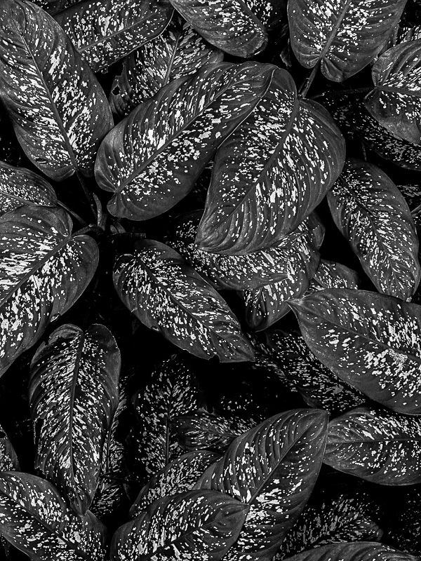 08 25 Diffenbachia 0403bw