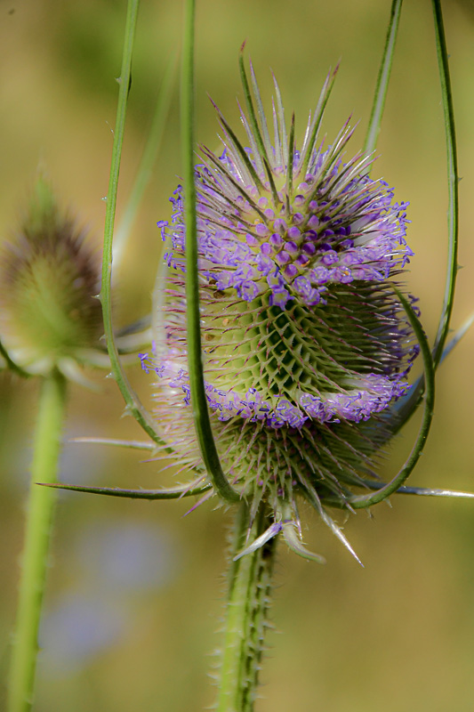 07 18 Teasel 7575
