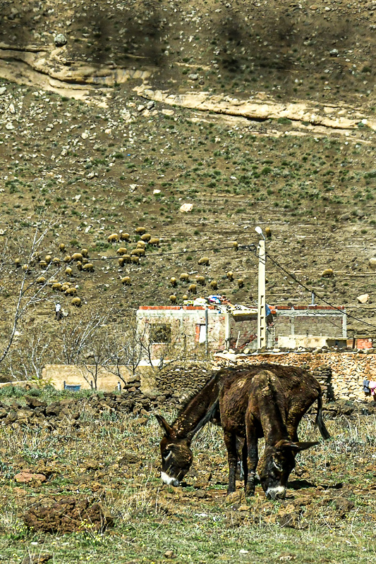 2019 04 02 High plains life Moroc-3863