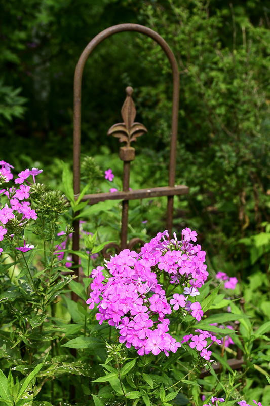 09 01 Phlox 9276
