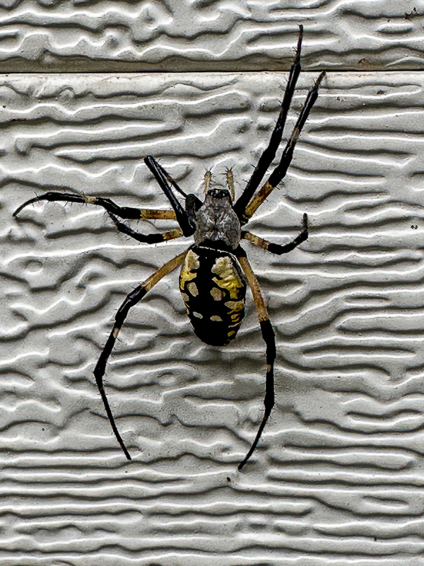 09 17 a golden orb weaver > Black and Yellow Garden Spider i0676