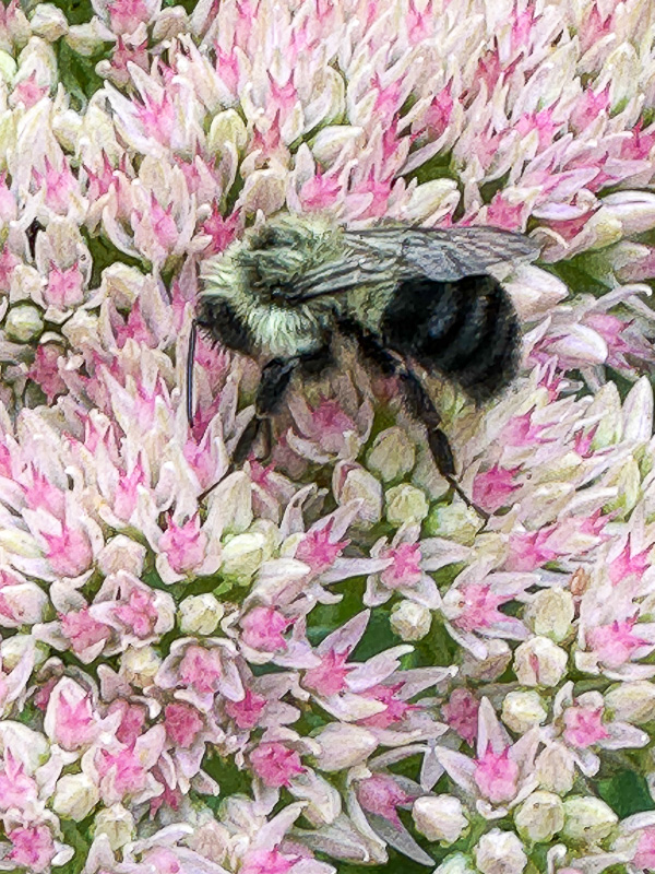 2024 09 07 Eastern bumblebee i0482
