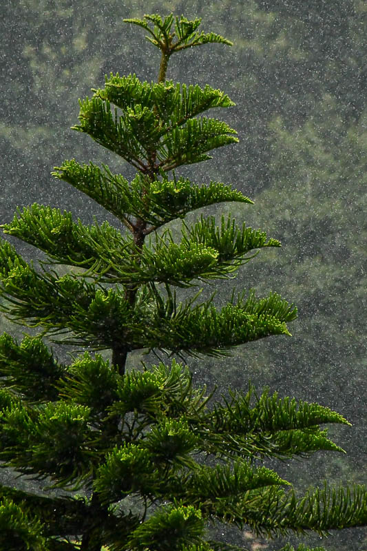 09 04 Rain and Norfolk Island Pine India-2-2336
