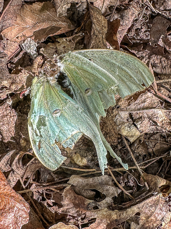 2024 09 16 Luna moth's end of life i0659