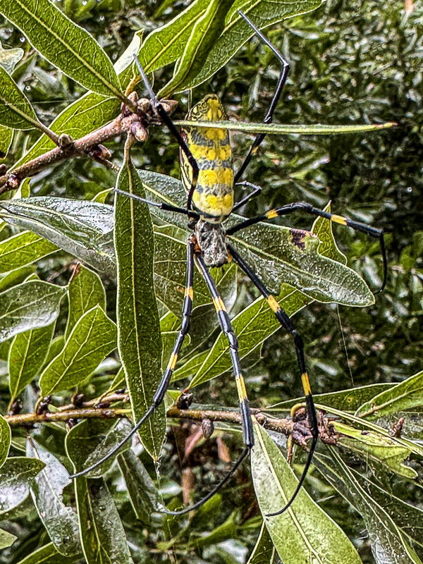 09 19 Joro spider i0692