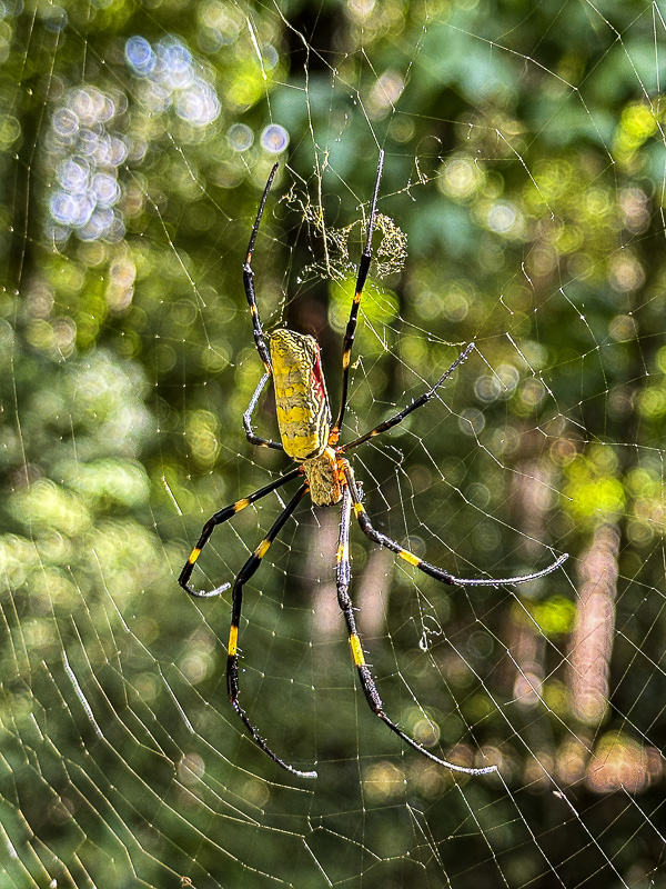 09 19 Joro spider i0721