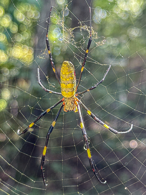 09 19 Joro spider i0725