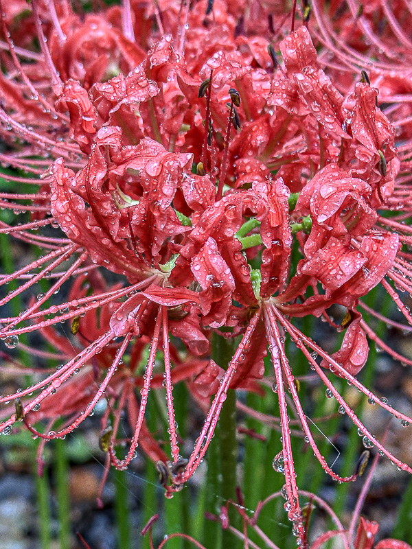 2024 09 17 Red spider lily i0671