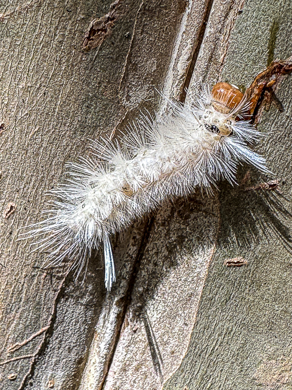 09 16 Sycamore tussock moth caterpillar i0669
