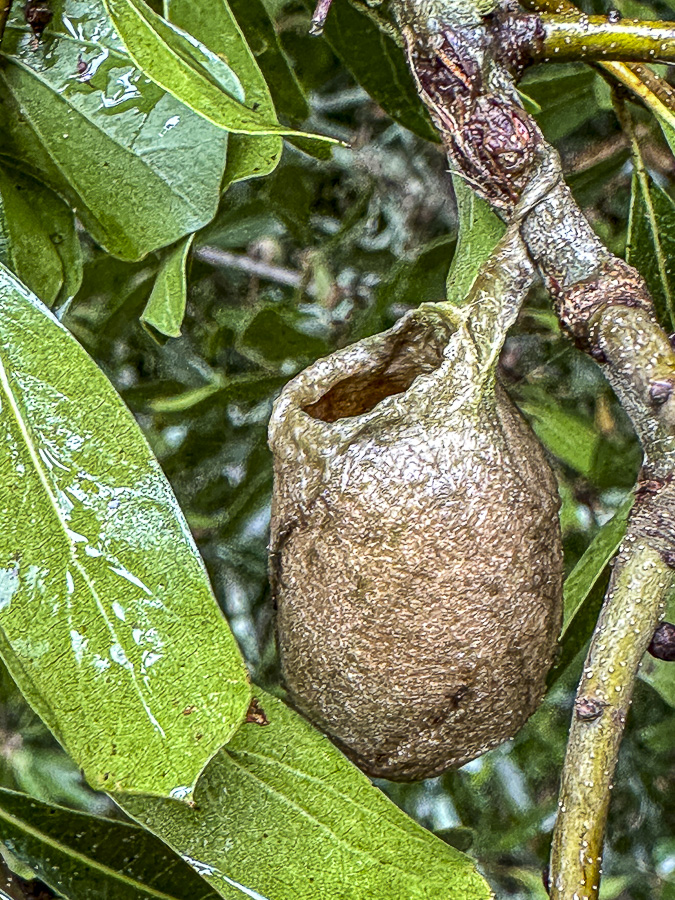 2024 09 18 Polyphemus cocoon 0691