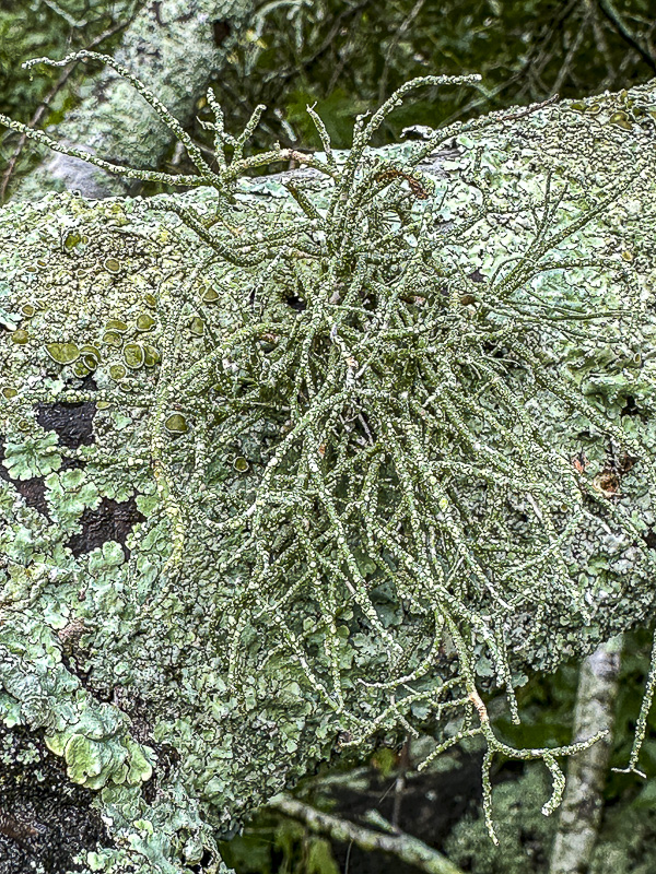 09 18 Unidentified lichen i0687